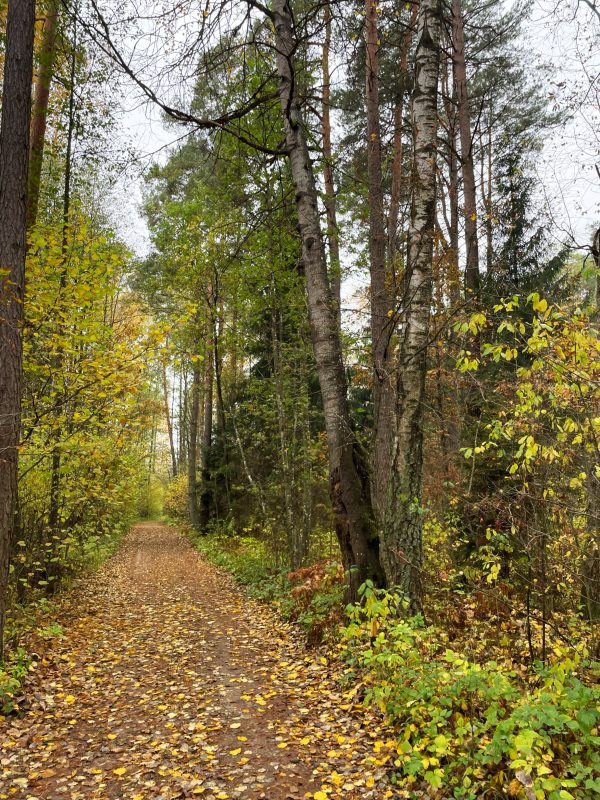 Lapkalnio miškas (18 km) - Image 2
