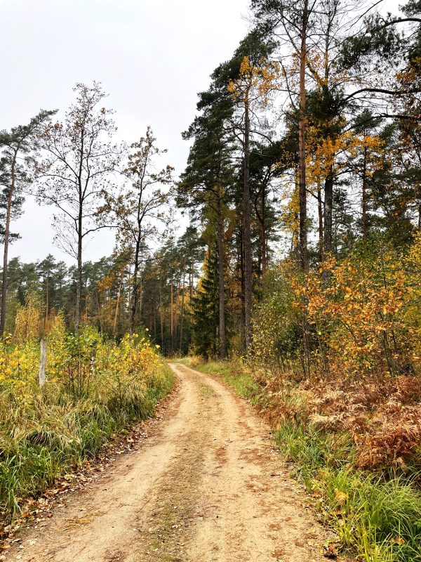 Lapkalnio miškas (18 km) - Image 3