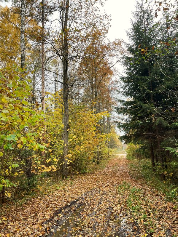 Lapkalnio miškas