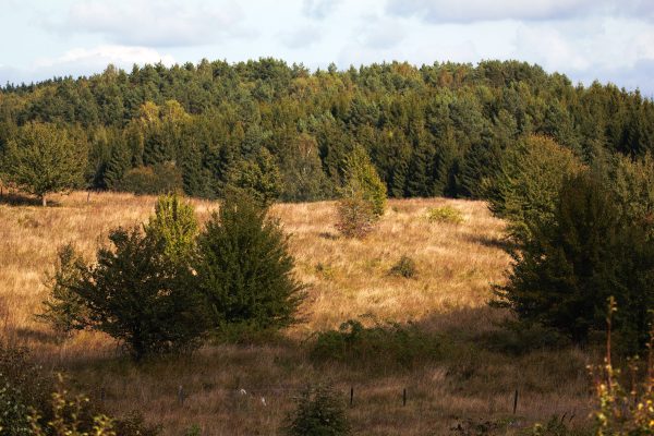 Giraitės miškas prie Lazdijų (13 km) - Image 2