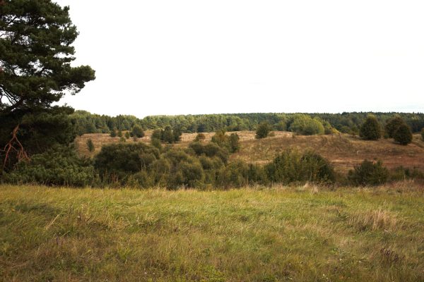 Giraitės miškas prie Lazdijų