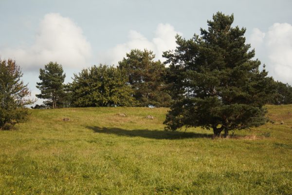 Giraitės miškas prie Lazdijų (13 km) - Image 3