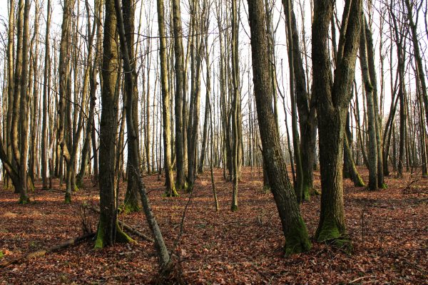 Padvarių miškas (5 km) - Image 2