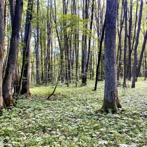Padvarių miškas