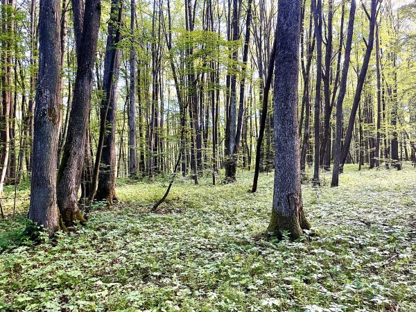 Padvarių miškas
