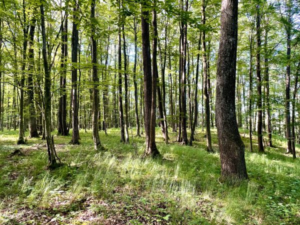Padvarių miškas (5 km) - Image 3