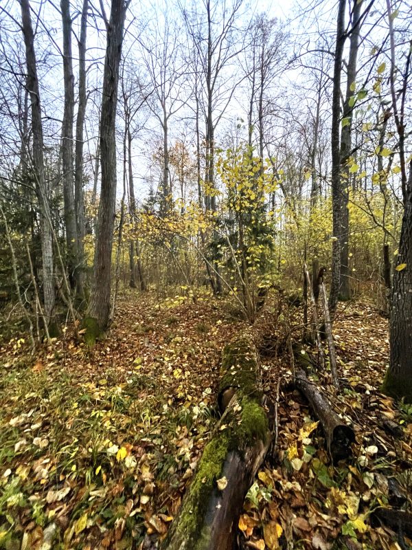 Prie Šeduvos (19 km) - Image 2
