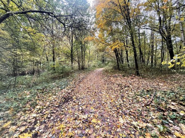 Rokantiškių kalvose (6 km) - Image 2