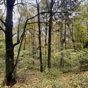 Rokantiškių kalvose