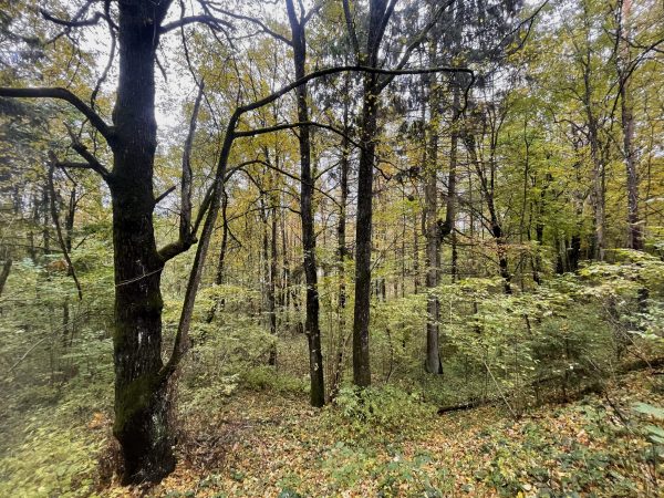 Rokantiškių kalvose