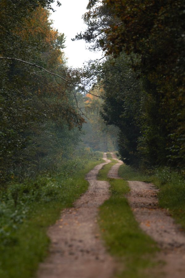 Šešuolių girioje (26 km) - Image 2