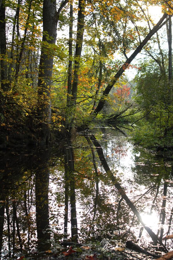 Širvintos - Šešuolių giria (15 km) - Image 2