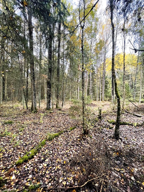 Širvintos - Šešuolių giria (15 km) - Image 3