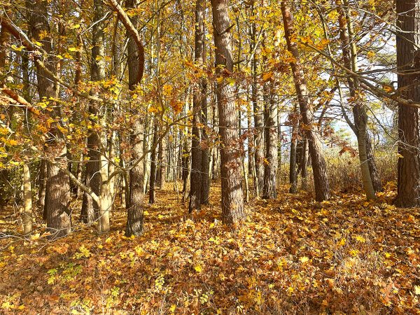 Svilės šaltiniai - Juodlės ežeras (11 km) - Image 3