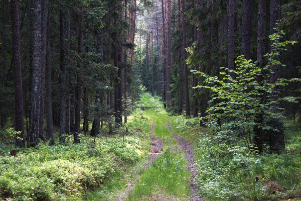 Svilės šaltiniai - Juodlės ežeras (11 km) - Image 4