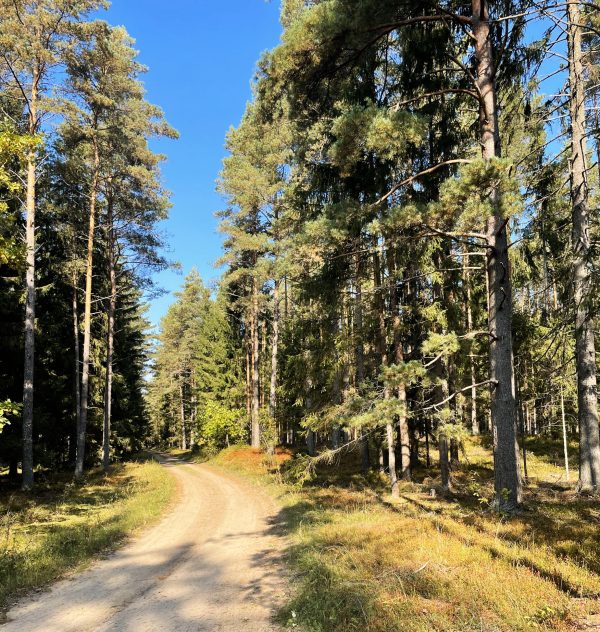 Tauragės miške (12 km) - Image 3