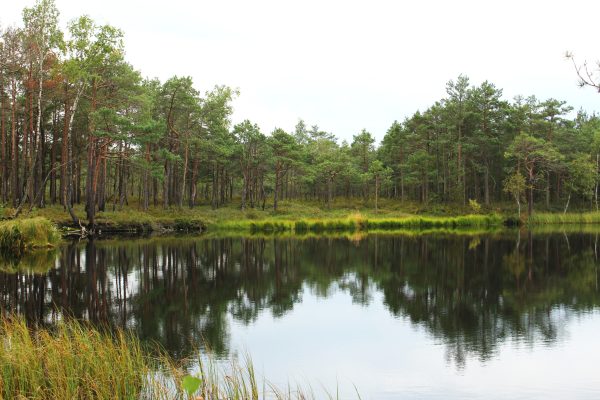 Varnikų miške (18 km) - Image 3