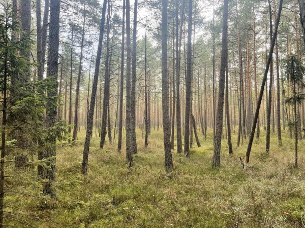 Palei Šventąją ties Vepriais ir Upninkais (32 km) - Image 3
