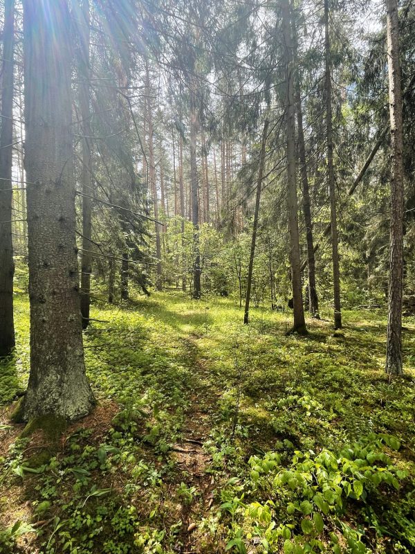 Tarp Vievio ir Neries (29 km) - Image 4