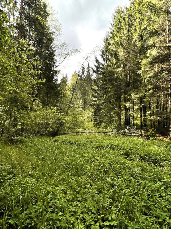 Vilūnų miške (11 km) - Image 2