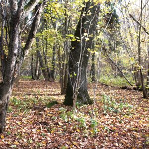Žagarės girioje