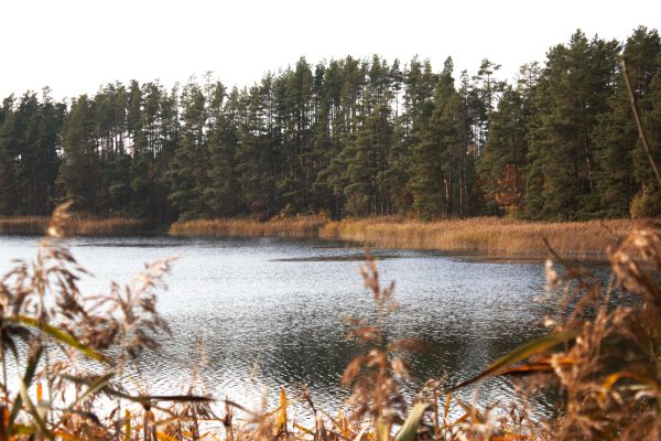 Žagarės girioje (20 km) - Image 2