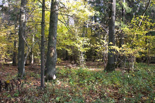 Žagarės girioje (20 km) - Image 3